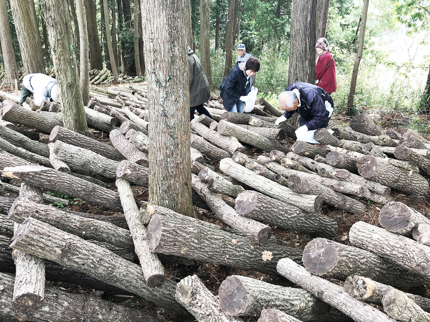 しいたけ収穫祭〈千葉県・吉四六村〉
