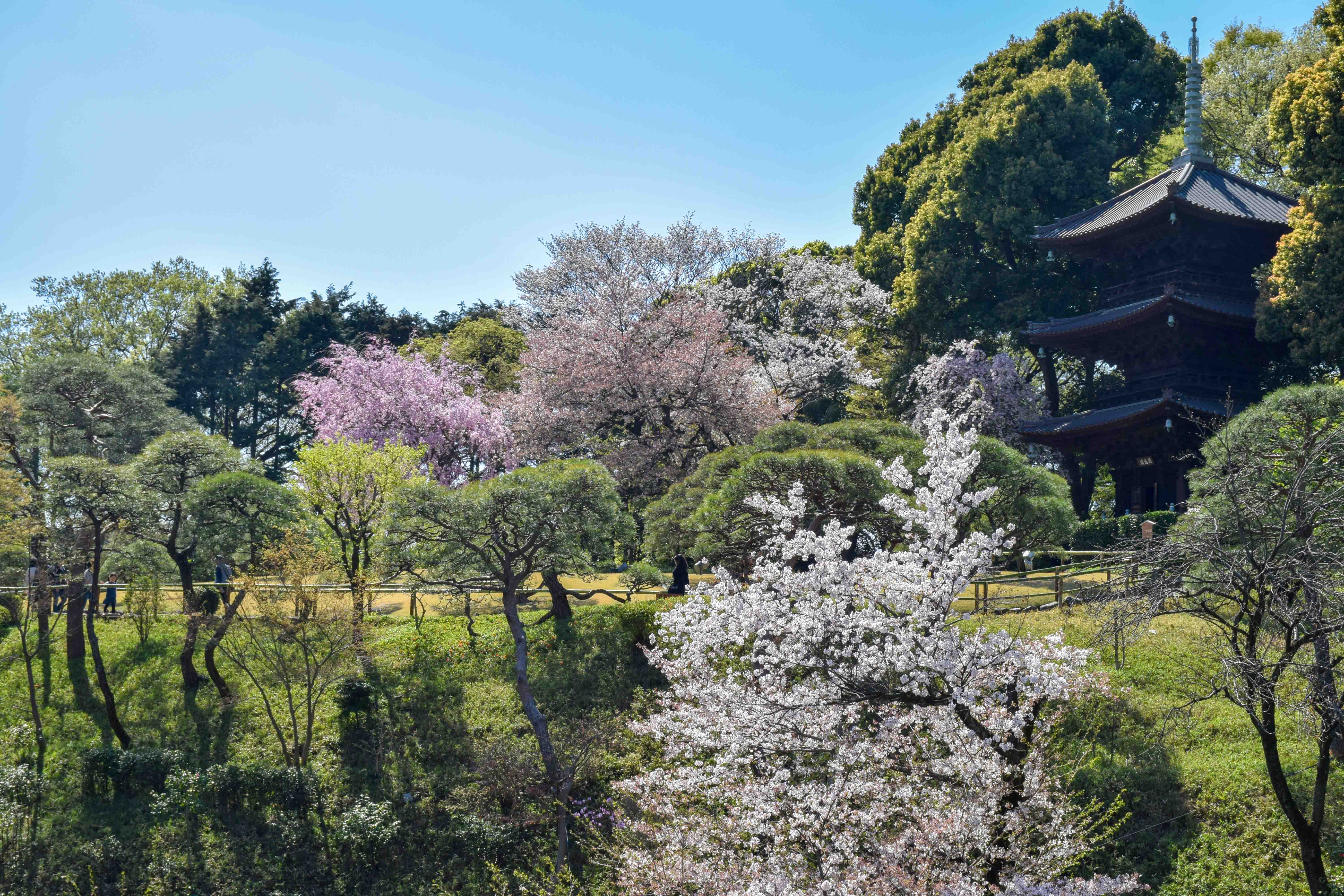 お花見〈東京都文京区・ホテル椿山荘東京〉