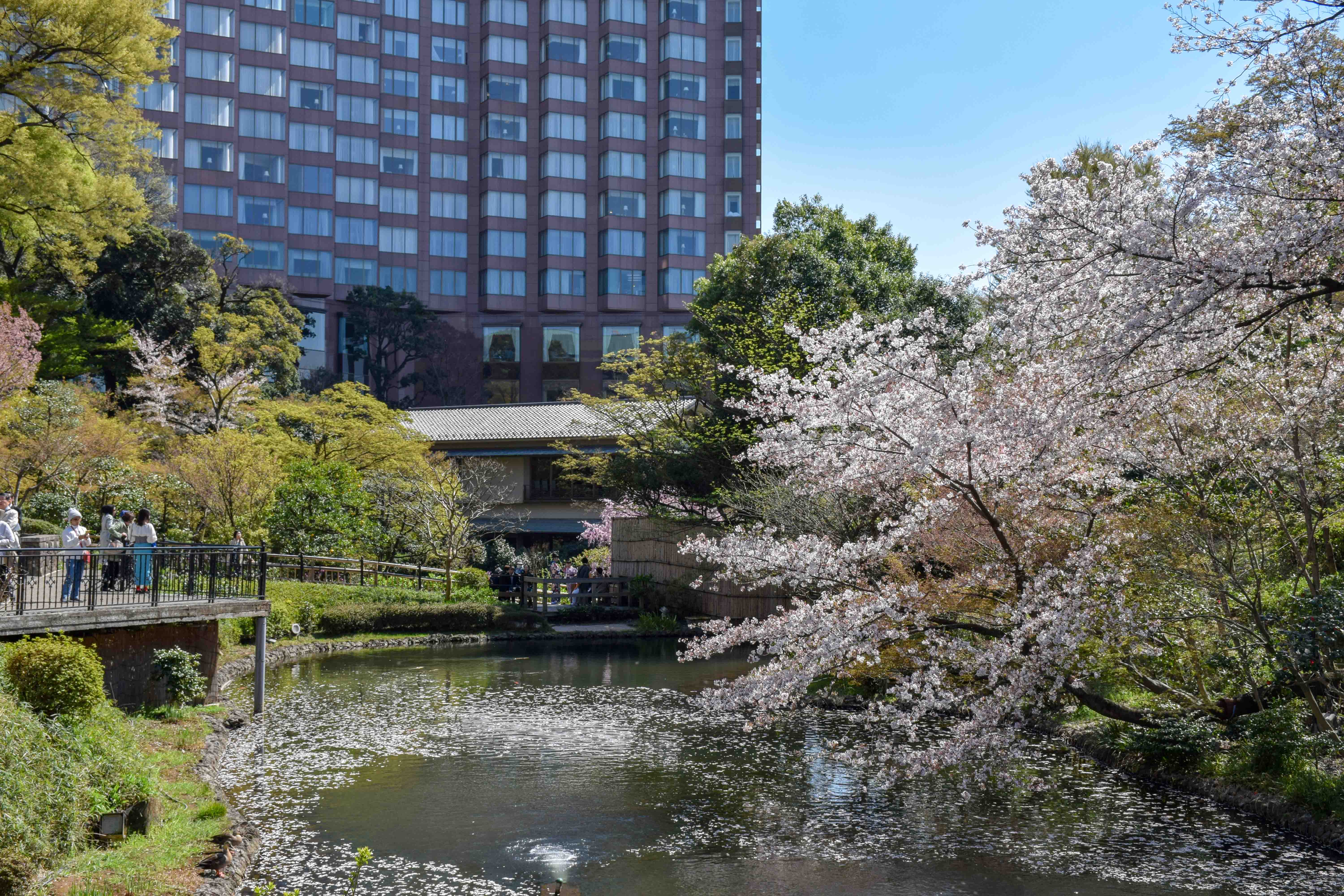 お花見〈東京都文京区・ホテル椿山荘東京〉