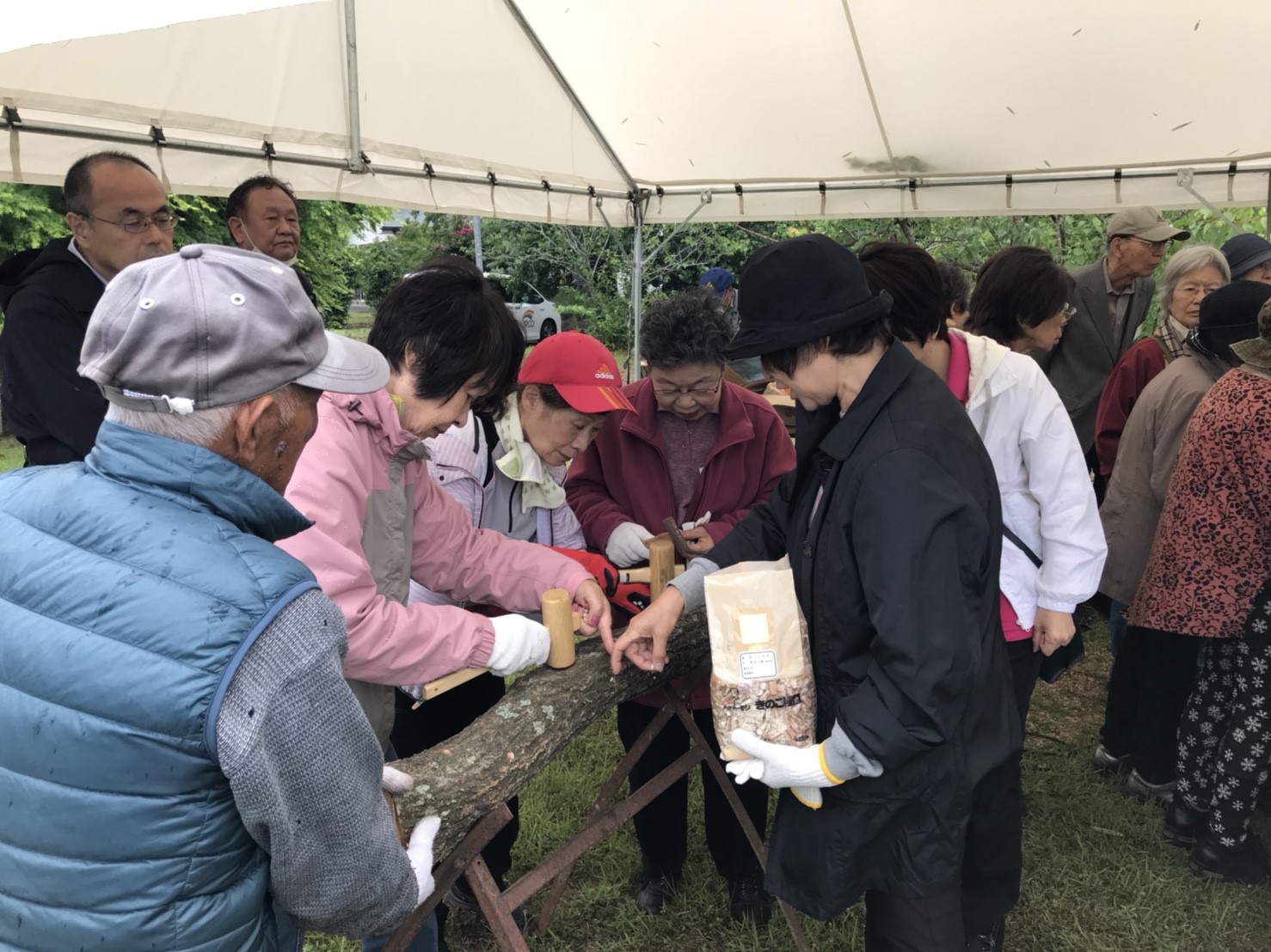 しいたけのコマ打ちと香りの教室（もやいの会5月例会）〈千葉県・吉四六村〉