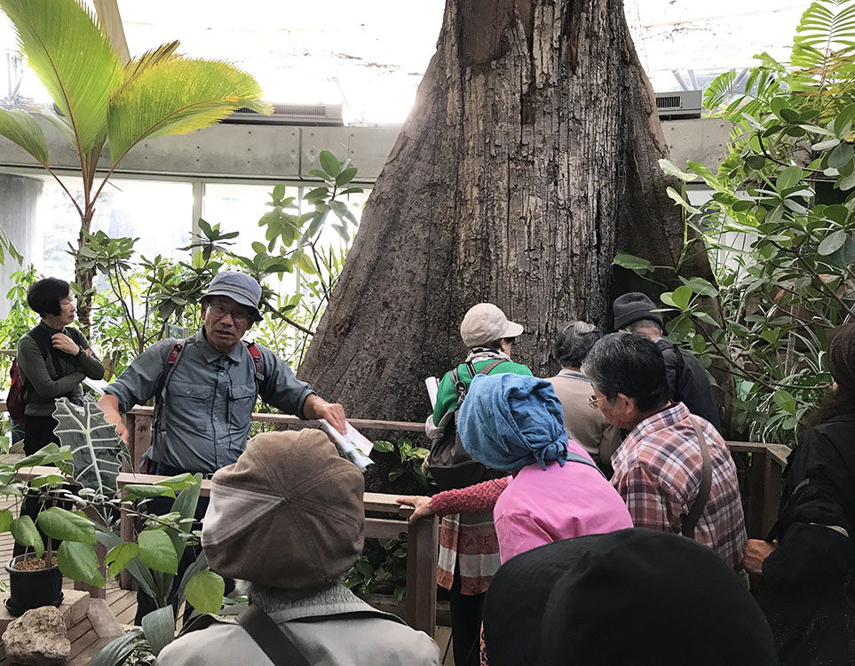 秋の植物観察会（もやいの会11月例会）〈夢の島熱帯植物館〉