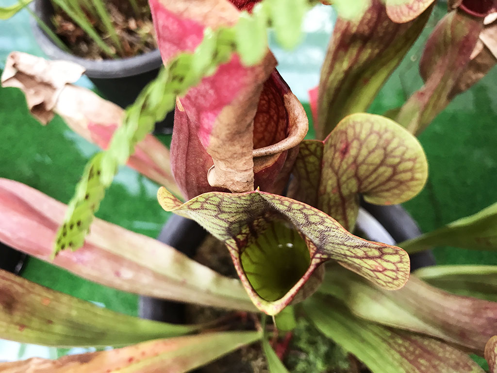 秋の植物観察会（もやいの会11月例会）〈夢の島熱帯植物館〉