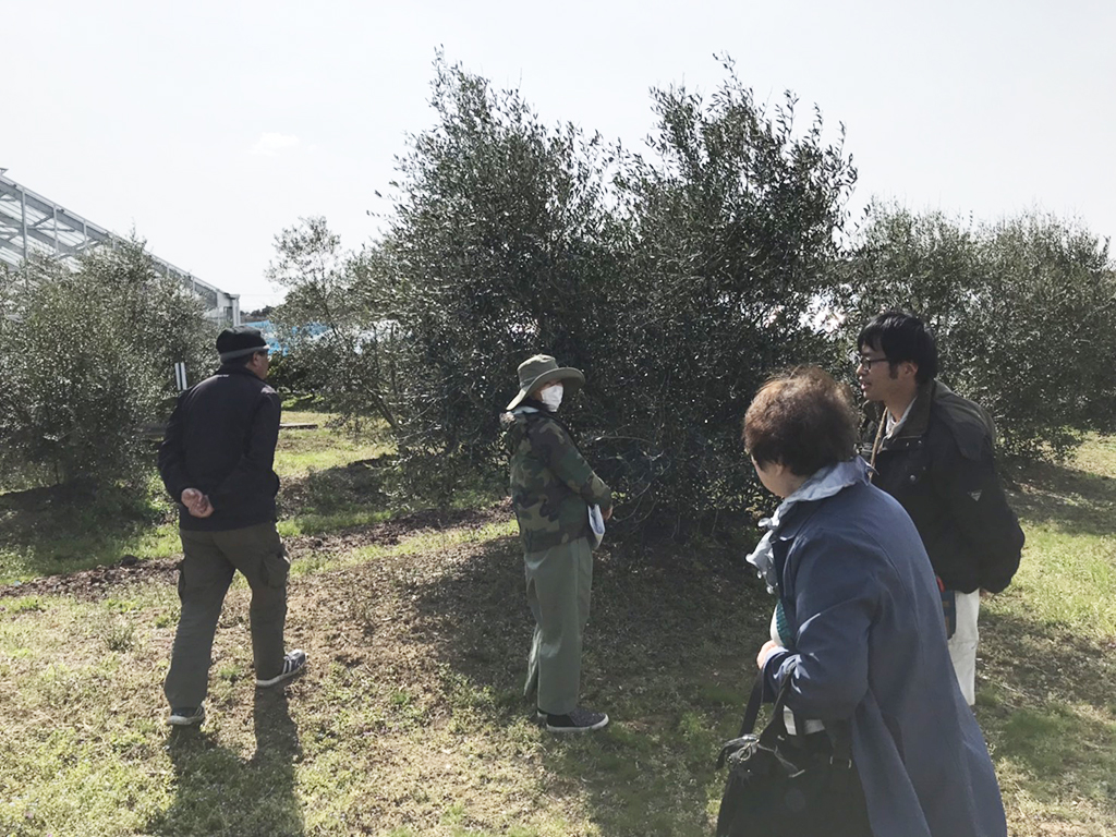 国東オリーブ農園見学〈大分県国東市〉