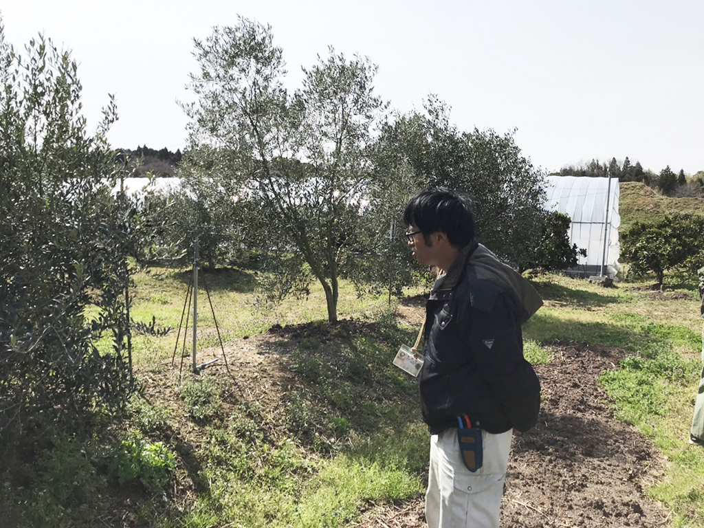 国東オリーブ農園見学〈大分県国東市〉