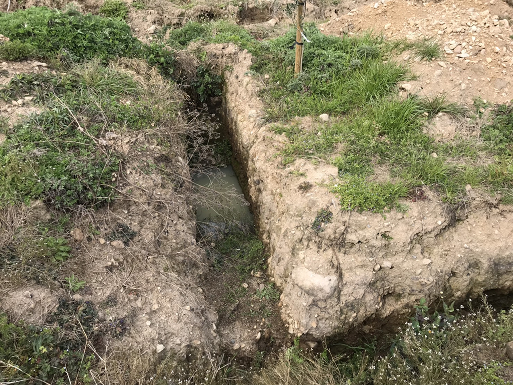国東オリーブ農園見学〈大分県国東市〉
