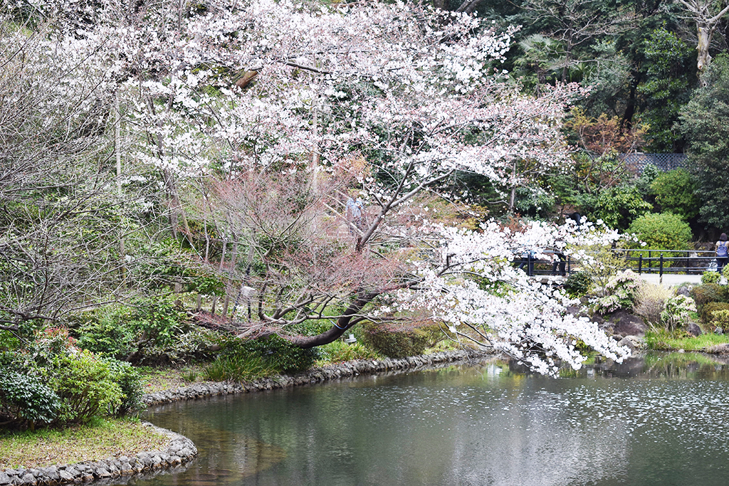 お花見〈東京都文京区・ホテル椿山荘東京〉