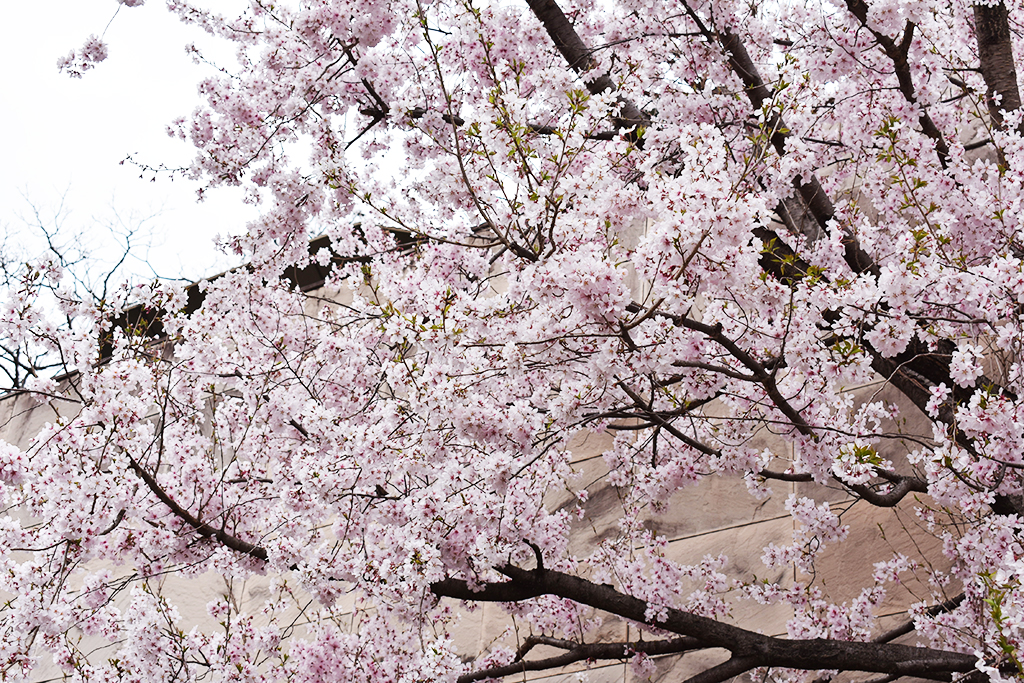 お花見〈東京都文京区・ホテル椿山荘東京〉