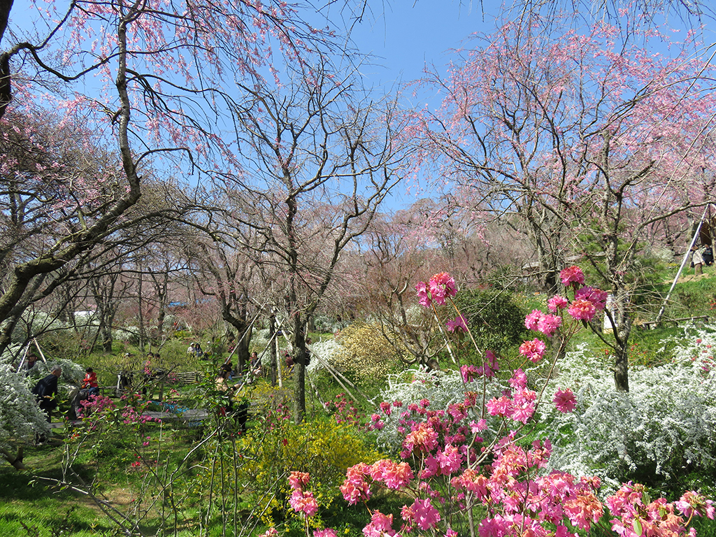 お花見〈京都 喜Shin・原谷苑〉