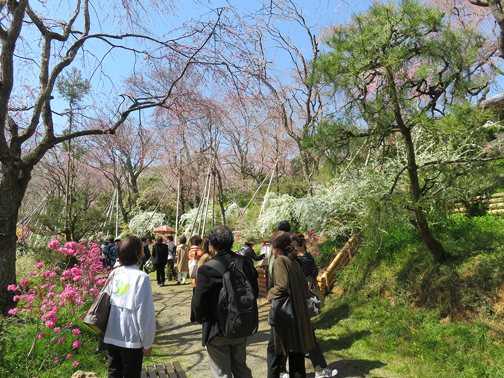 お花見〈京都 喜Shin・原谷苑〉