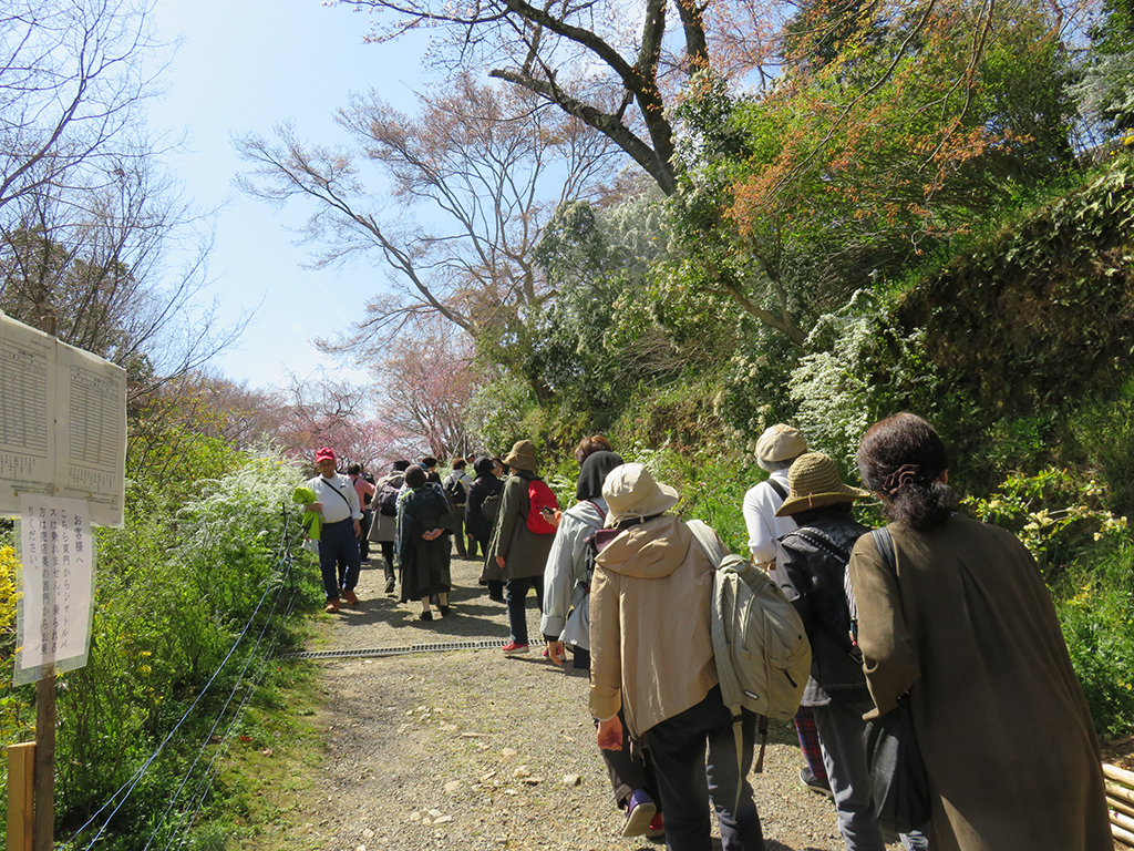 お花見〈京都 喜Shin・原谷苑〉