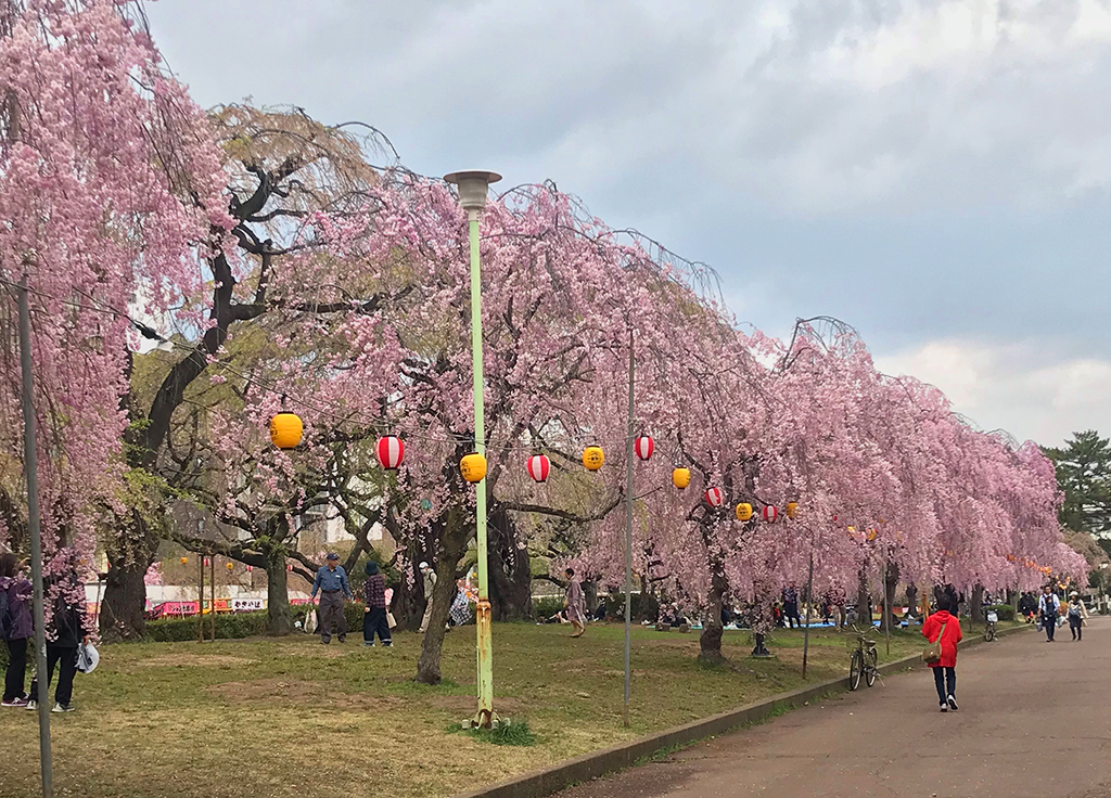 お花見・昼食会〈榴岡公園・ITAGAKI TBCハウジング店〉