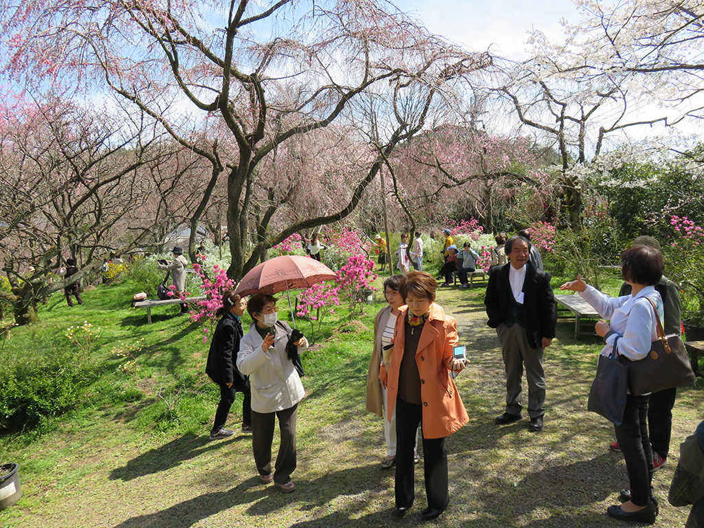 お花見〈京都 喜Shin・原谷苑〉