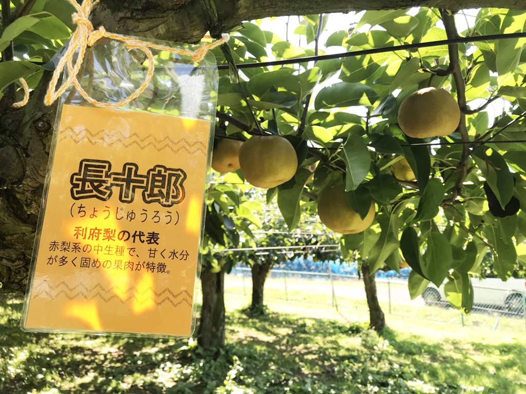 秋の例会〈利府町観光協会観光梨園〉