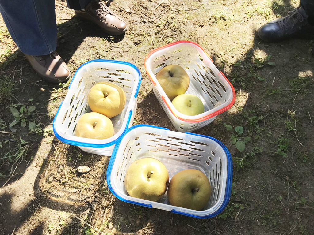秋の例会〈利府町観光協会観光梨園〉